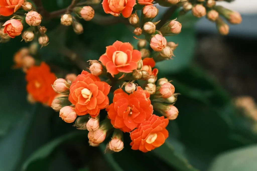 Kalanchoe plant growing in terracotta pot at home