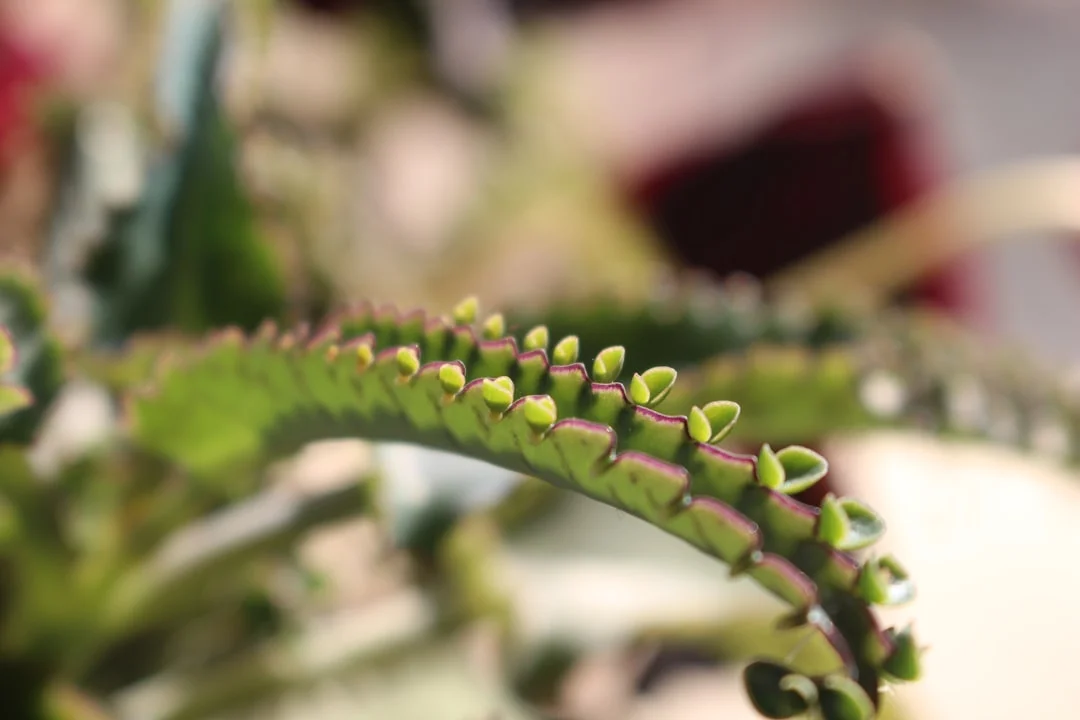 Kalanchoe plant growing in terracotta pot at home — kalanchoe plant blooming care
