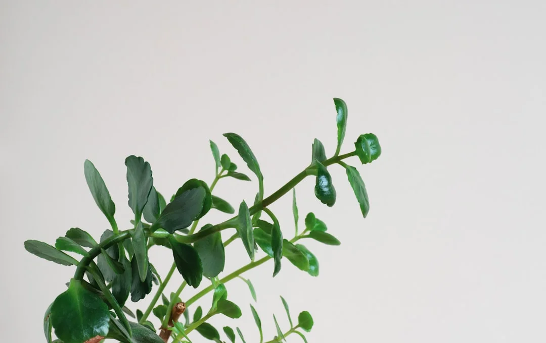 Kalanchoe plant growing in terracotta pot at home — kalanchoe plant blooming care