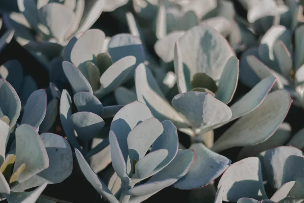 Moonstone Succulent plant growing in terracotta pot at home