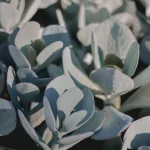 Moonstone Succulent plant growing in terracotta pot at home