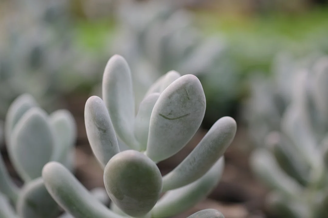 Moonstone Succulent plant growing in terracotta pot at home — moonstone succulent indoor care