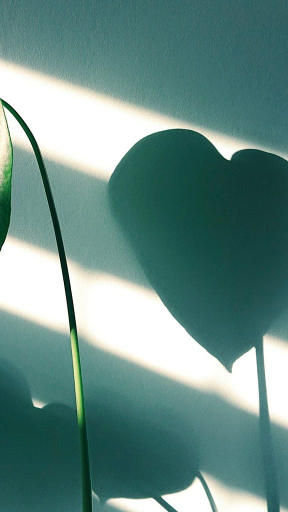 Broken Heart Plant Benefits, Care & Meaning Benefits: Complete Visual Guide