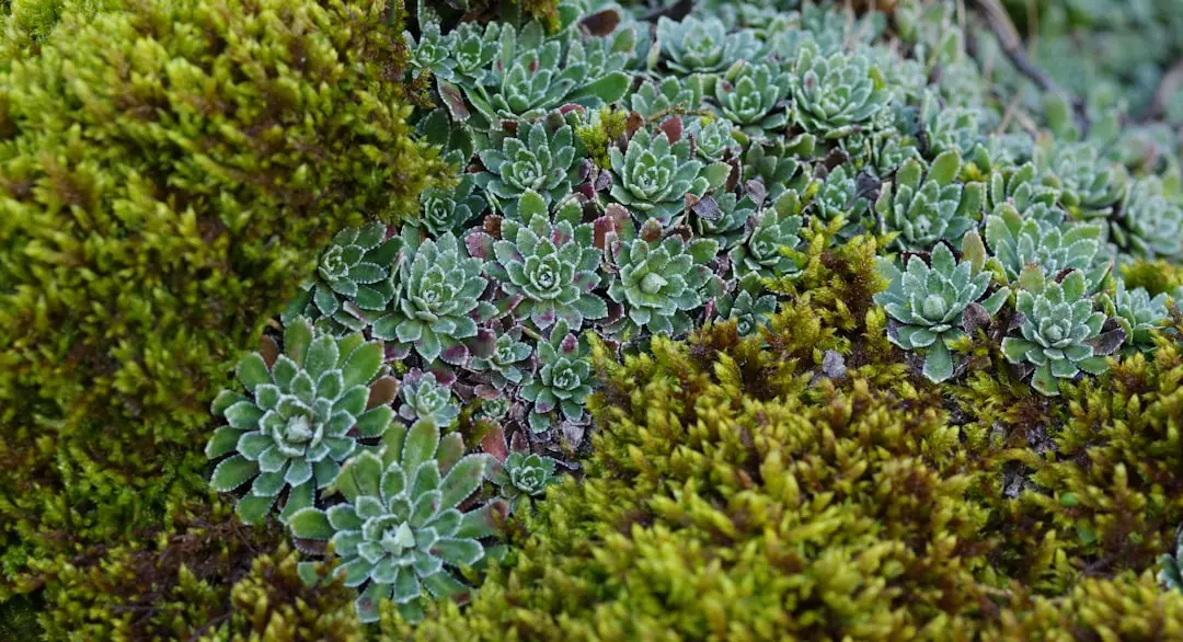 Stonecrop Succulent plant growing in terracotta pot at home — stonecrop succulent care