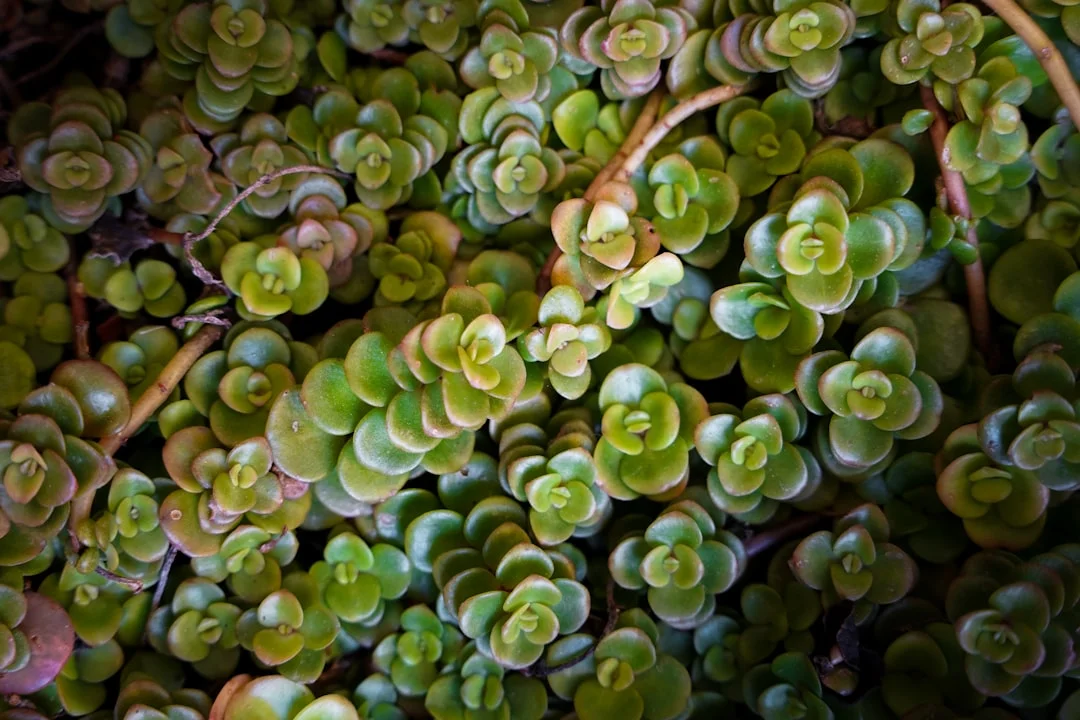 Stonecrop Succulent plant growing in terracotta pot at home — stonecrop succulent care