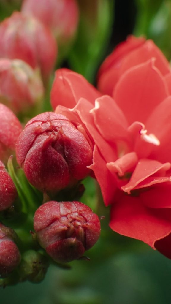 Kalanchoe Plant Blooming Care: Complete Growing Guide Uses: Complete Visual Guide