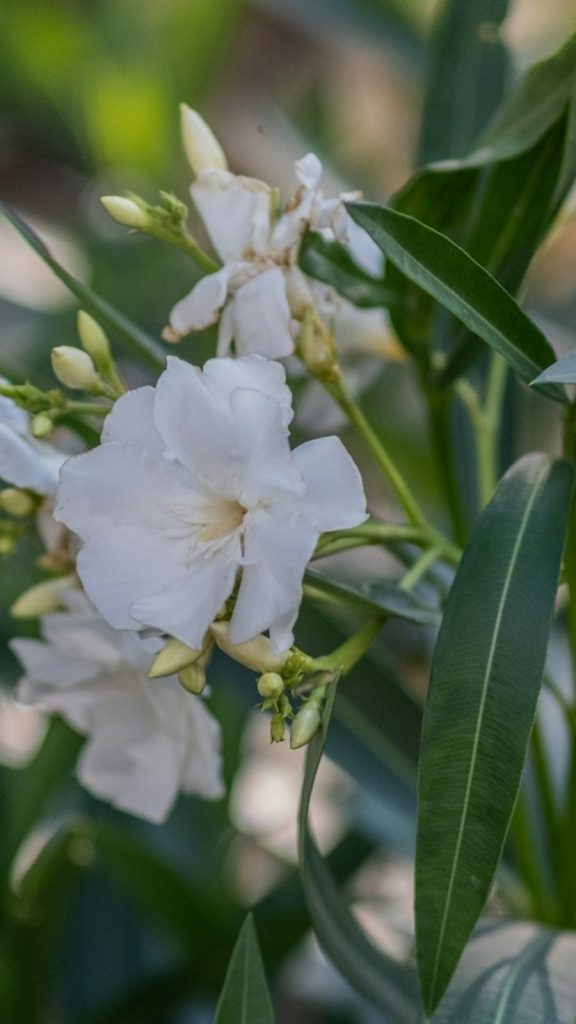 Jasmine Plant Care: Indoor Growing, Types, Benefits & Vastu Tips How to Grow: Complete Visual Guide