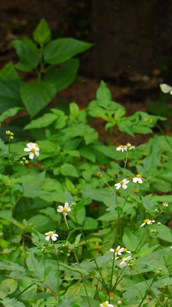Step-by-step Marua Kadha Recipe Care Tips: Complete Visual Guide