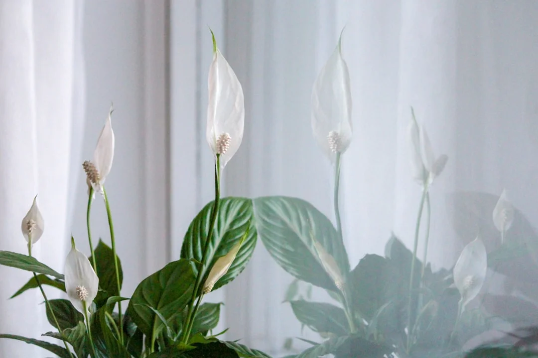 Peace Lily plant growing in terracotta pot at home — peace lily plant care