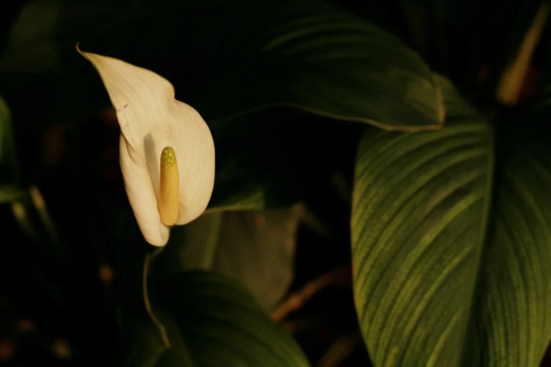 Peace Lily plant growing in terracotta pot at home — peace lily plant care
