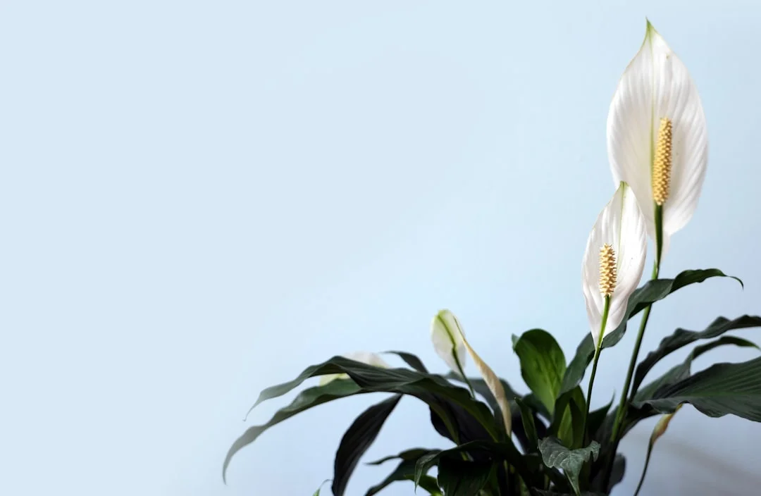 Peace Lily plant growing in terracotta pot at home — peace lily plant care