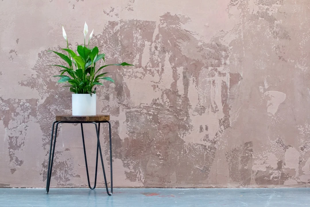 Peace Lily plant growing in terracotta pot at home